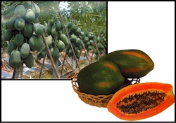 Red Lady #786 papaya variety